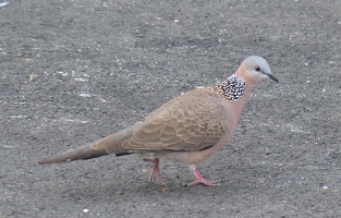 Spotted Dove